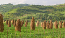 pension-muntean, maramures, botiza
