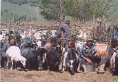 pension-muntean, maramures, botiza